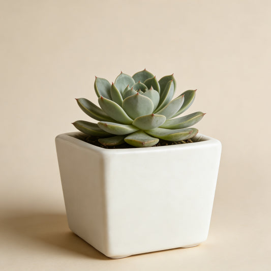 Abbott Collections AB-27-NIRVANA-8034 3 x 6 in. Rectangular Planter White - Yalz Store