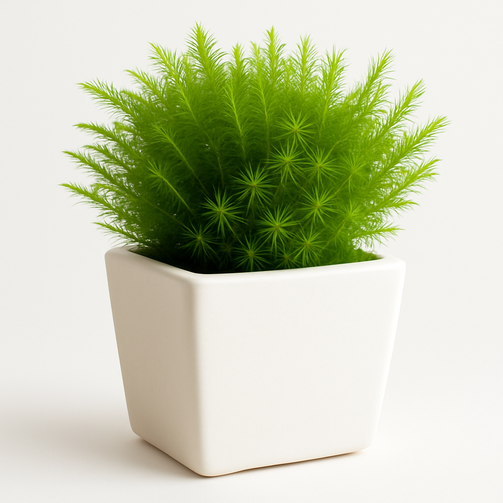 Abbott Collections AB-27-NIRVANA-8034 3 x 6 in. Rectangular Planter White - Yalz Store