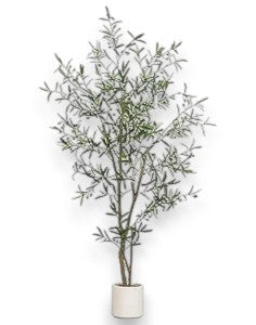 6.5' OLIVE TREE - Yalz Store