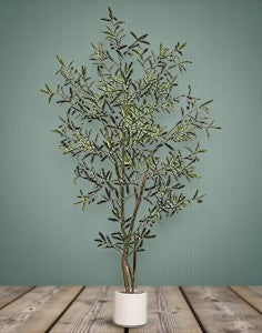6.5' OLIVE TREE - Yalz Store