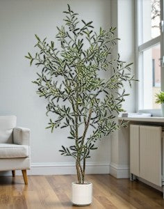 6.5' OLIVE TREE - Yalz Store