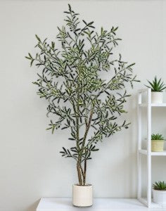 6.5' OLIVE TREE - Yalz Store
