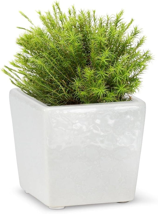 Abbott Collections AB-27-NIRVANA-8034 3 x 6 in. Rectangular Planter White