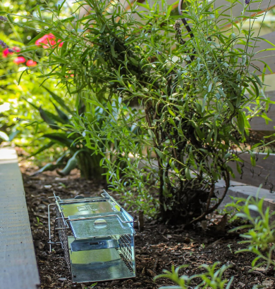 Small 2-Door Humane Live Animal Trap for Moles, Rodents, Shrews, Mice & Voles, Catch and Release Live Catch Mouse Trap